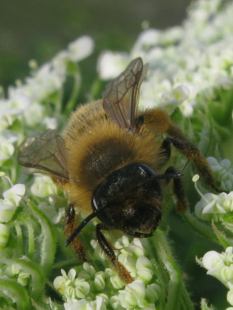 Andrena cfr. flavipes F (Apidae Andreninae )